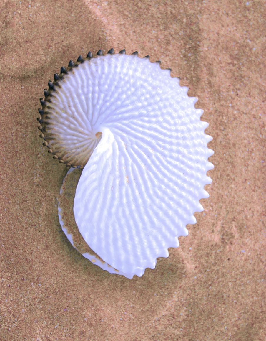 Photo of a white shell on the sand of a beach